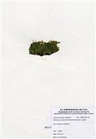 藏品(指枝藻)的圖片